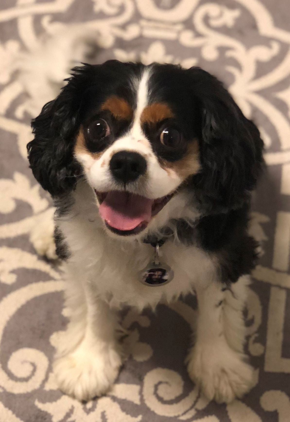 🏆 First place dog: Hank